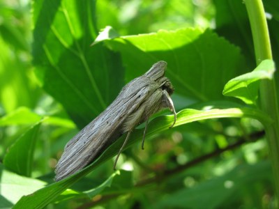Cucullia umbratica