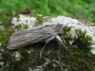 Ombrageuse 