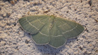 Chlorissa viridata