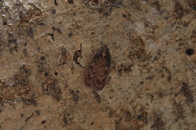 <i>Depressaria albipunctella</i>