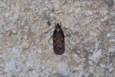 <i>Depressaria albipunctella</i>