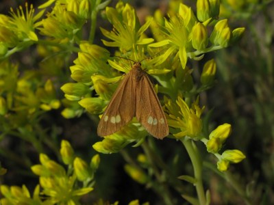 Dysauxes ancilla