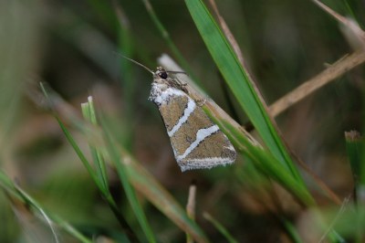 Deltote bankiana