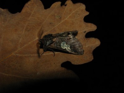 Double-Omega  (<i>Diloba caeruleocephala</i>)