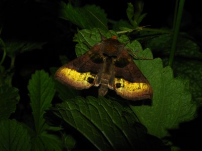 Diachrysia chrysitis