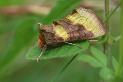 Diachrysia chrysitis