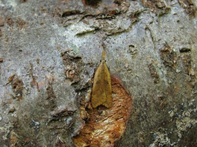 <i>Dichomeris derasella</i>