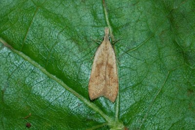 <i>Dichomeris derasella</i>
