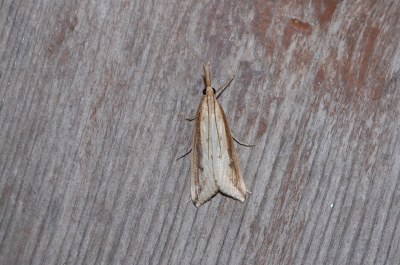 Donacaula forficella