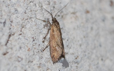 <i>Diurnea lipsiella</i>