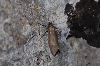<i>Diurnea lipsiella</i>