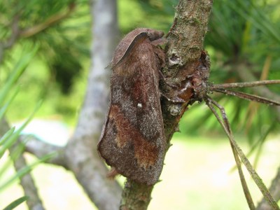 Dendrolimus pini