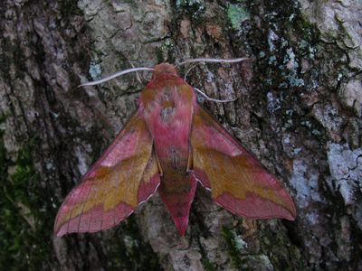 Deilephila porcellus