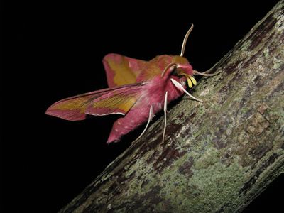 petit Sphinx de la Vigne  (<i>Deilephila porcellus</i>)