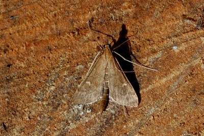 <i>Dolicharthria punctalis</i>
