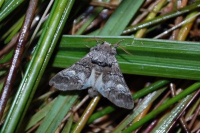Drymonia querna