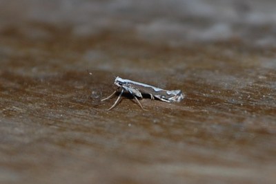 <i>Dialectica scalariella</i>