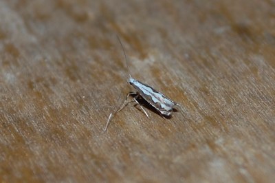 <i>Dialectica scalariella</i>