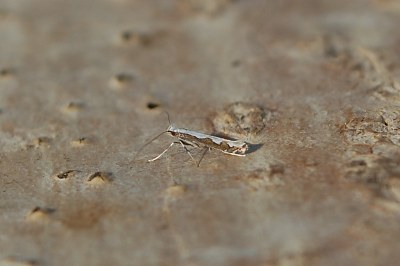 <i>Dialectica scalariella</i>