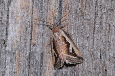 Deltote uncula