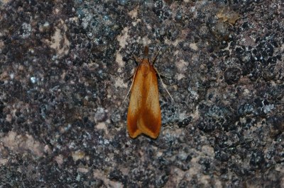<i>Dichomeris ustalella</i>