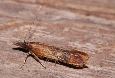 <i>Dichomeris ustalella</i>