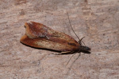 <i>Dichomeris ustalella</i>