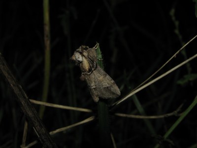 Drymonia velitaris