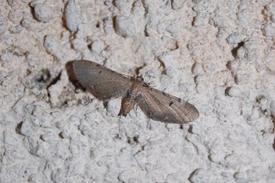 Eupithecia absinthiata