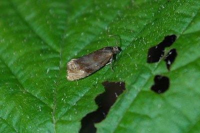 <i>Eucosmomorpha albersana</i>