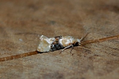 <i>Eupoecilia ambiguella</i>