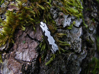 Ethmia bipunctella