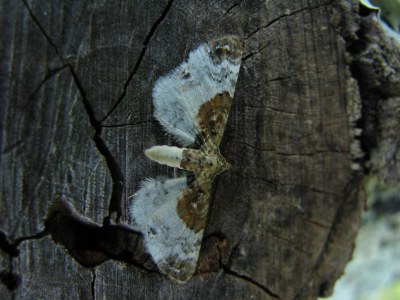 Eupithecia breviculata