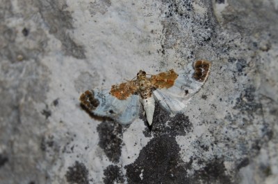 Eupithécie rouillée 