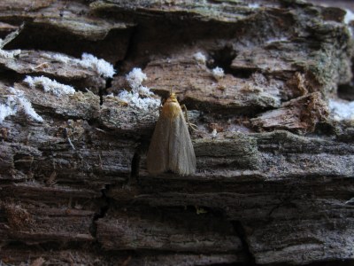 <i>Eurhodope cirrigerella</i>
