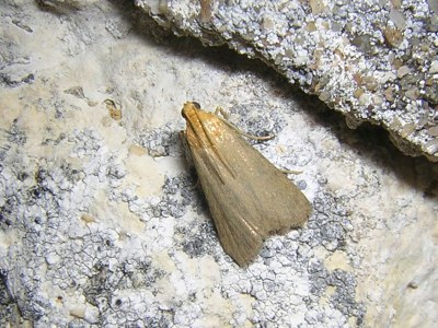 <i>Eurhodope cirrigerella</i>
