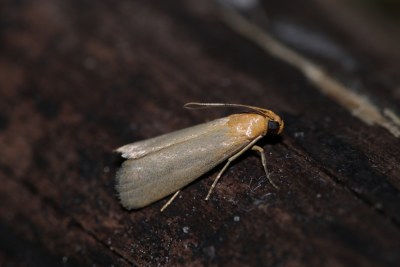 <i>Eurhodope cirrigerella</i>