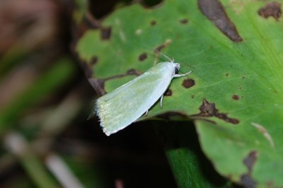 Halias du Saule 