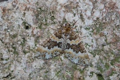 Electrophaes corylata