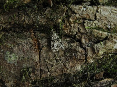 <i>Eudonia delunella</i>