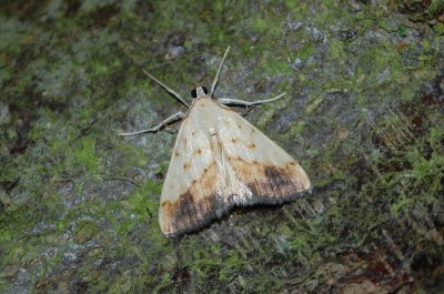 Evergestis extimalis