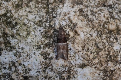 <i>Elegia atrifasciella</i>
