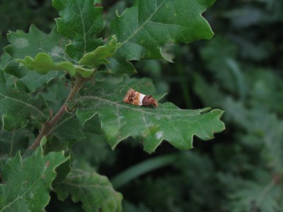 Epinotia festivana