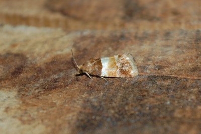 Epinotia festivana