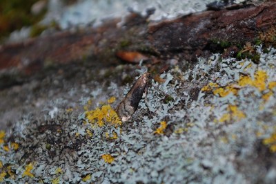 <i>Euzophera fuliginosella</i>