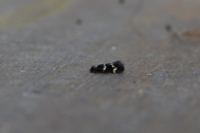 Elachista gleichenella