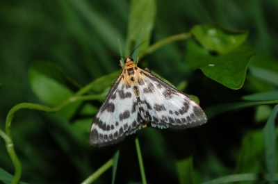 Anania hortulata