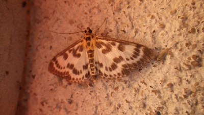 Anania hortulata