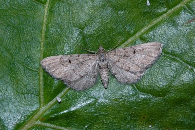 Eupithecia intricata