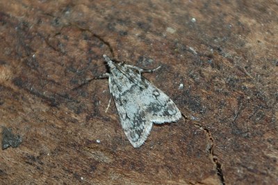 <i>Eudonia lacustrata</i>